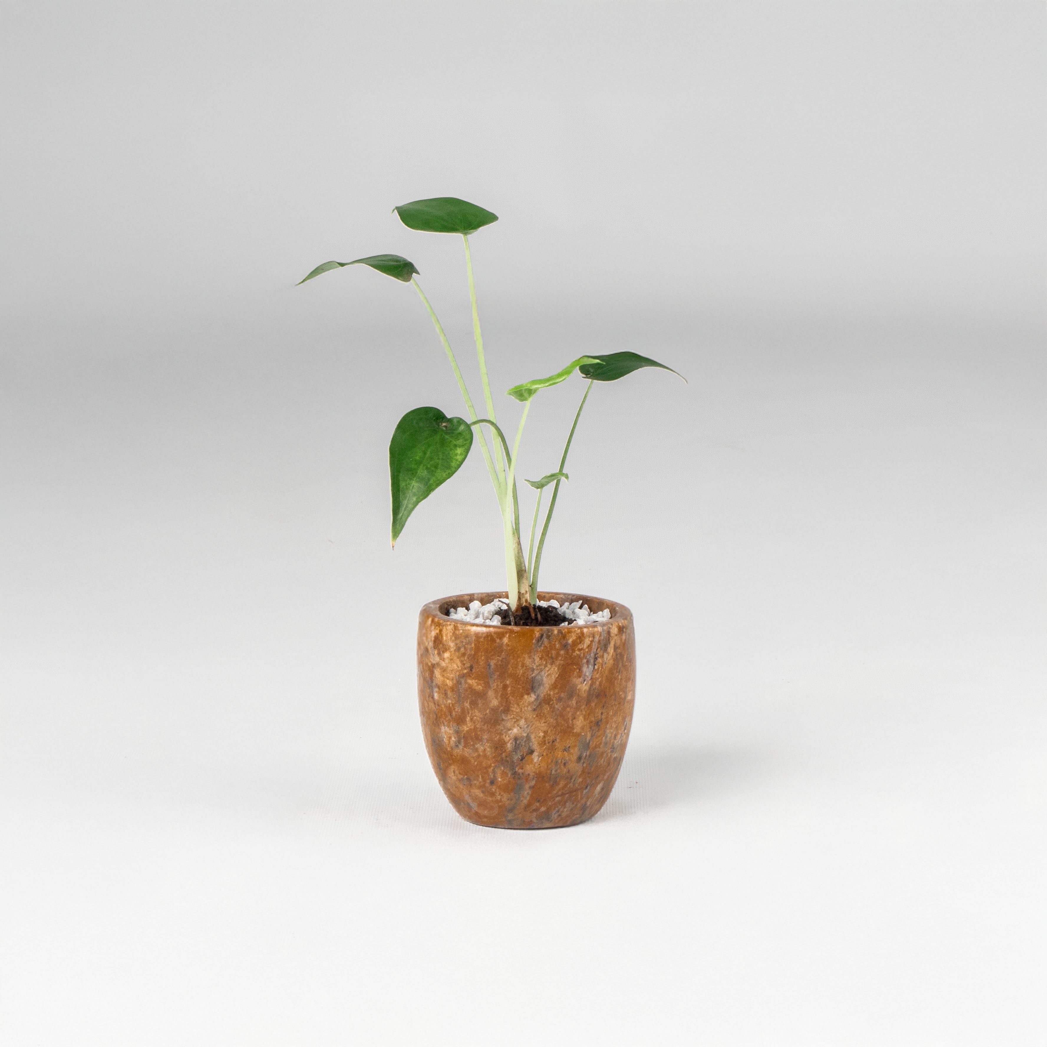 Maceta de mesa Piedra