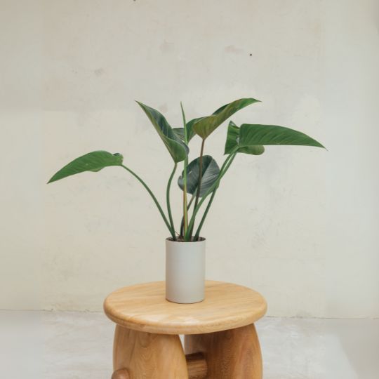 Maceta de mesa Lyra