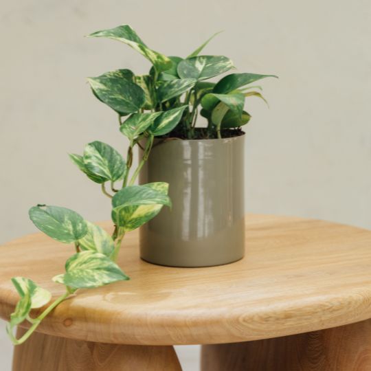 Maceta de mesa Lyra