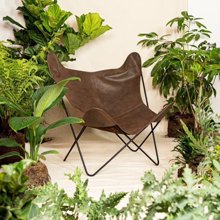 Silla Alhena