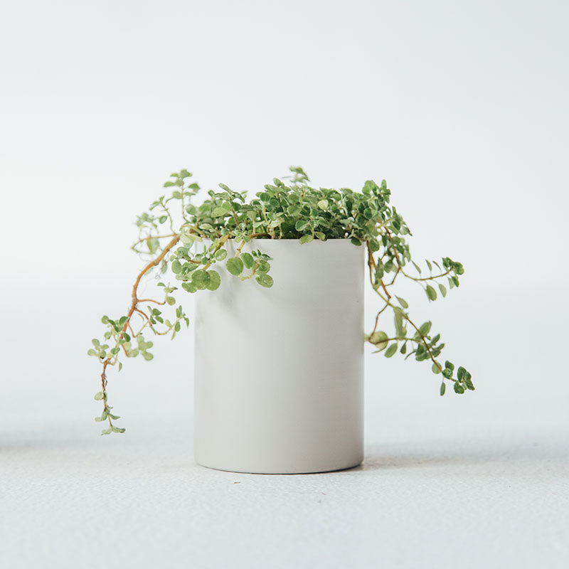 Maceta Lyra